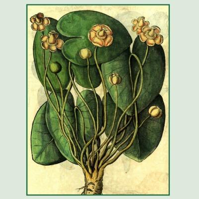 Inaugurazione Herbarium Pictum