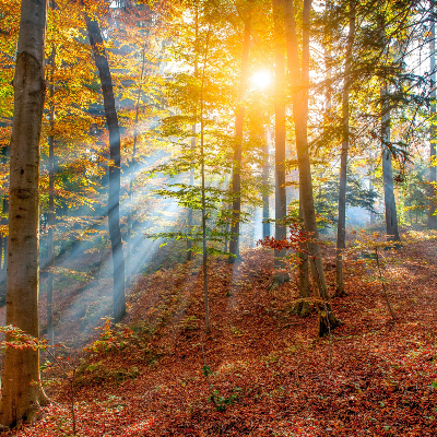 Un percorso botanico nel Bosco delle Sette Valli