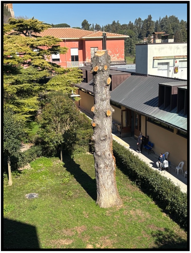 cedro2medvetunipg