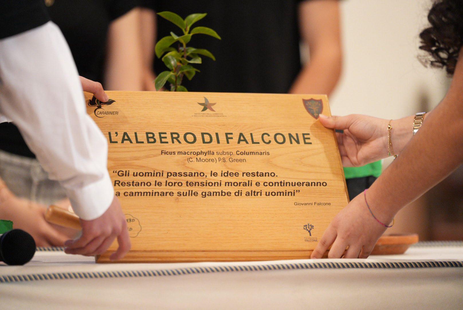 talea di falcone