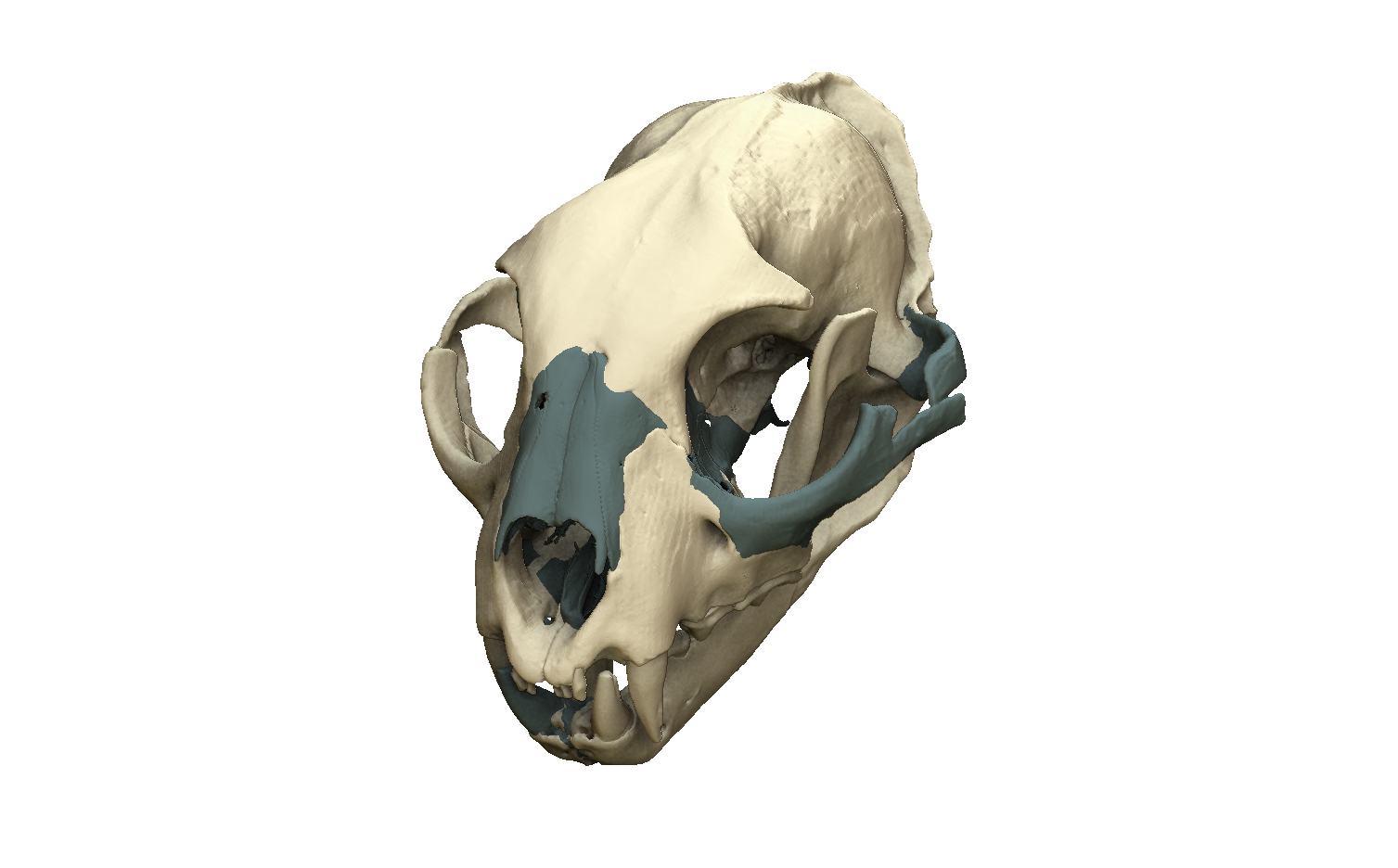 lince da ingarano cranio restaurato digitalmente