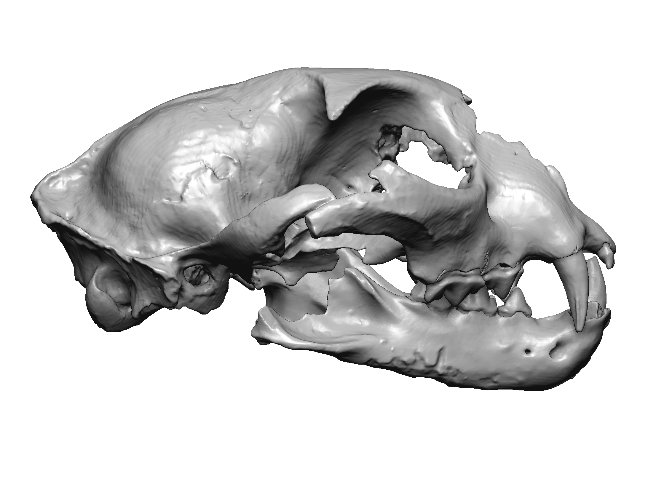 lince da ingarano modello 3d del cranio